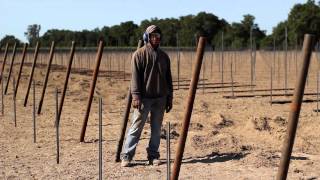 Vineyard End Post Installation Demonstration by Vineyard Industry Products Co [upl. by Liliane]