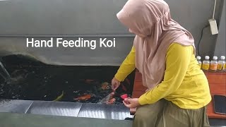 Hand Feeding Koi [upl. by Shari]