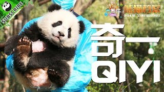 【Panda Scanning】Ep7 Panda Qi Yi A Comedian Hidden Beneath His Tame Self 20171002  iPanda [upl. by Michael]