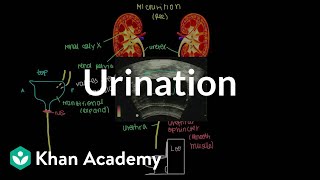 Urination  Renal system physiology  NCLEXRN  Khan Academy [upl. by Assenyl]