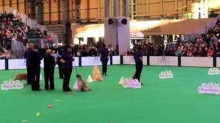 Crufts Obreedience Pyrenean Sheepdog 2015 Set Exercises [upl. by Finzer]