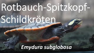 RotbauchSpitzkopfSchildkröten Emydura subglobosa  tropische Wasserschildkröten ohne Winterstarre [upl. by Peltz]