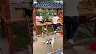 Best Homemade Cat Food IN THE WORLD ❤️catshorts cat catlover [upl. by Ailehs]