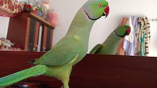 indian Ringneck parrot bird talking [upl. by Marcelline]