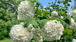 Ogród Kaliny różne odmiany  In the Garden Viburnum Different Varieties [upl. by Brenan834]