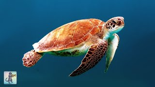 GIANT SEA TURTLES • AMAZING CORAL REEF FISH • 12 HOURS of THE BEST RELAX MUSIC [upl. by Giustino]