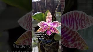 Phalaenopsis Lueddemanniana anggrek flowers shorts [upl. by Bowlds518]