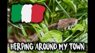 Spring in situ herping around my town 🇮🇹 Salamanders asp vipers grass snakes and more [upl. by Eisej404]