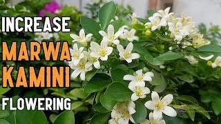 Orange Jasmine Murraya paniculata Flowers  How to increase MarwaKamini Flowering [upl. by Felicle]