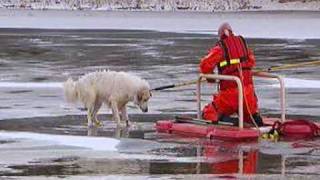 Indianapolis firefighter rescues dog [upl. by Tia]