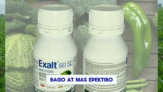 Exalt 60sc insecticide for trips Leafminer diamond back moth and fall army worm also [upl. by Anifad]