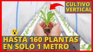 ¡CULTIVAR 160 PLANTAS EN SOLO 1 METRO ES POSIBLE [upl. by Oskar]