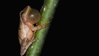 Le chant de la rainette crucifère  Spring peeper call [upl. by Aicirt904]