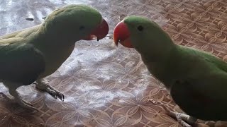 How to tame a Alexander parrot  alexandrine parrot training tips  Training Our Alexandrine parrot [upl. by Animrac]