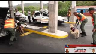 Comando Nacional Antidrogas GNB Semovientes caninos en accion [upl. by Gobert]