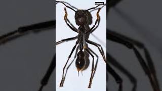 Bullet Ant The Ant With The Most Painful Sting in the World shorts viral [upl. by Jeffy]