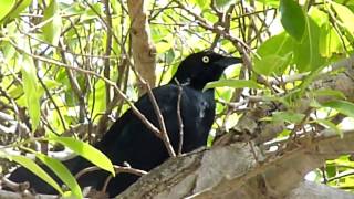 Greater Antillean Grackle Old San Juan Puerto Rico [upl. by Chrisman]