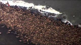 Duizenden walrussen zonder ijs op strand Alaska [upl. by Reeva]