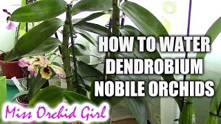 How to water Dendrobium Nobile orchids  Tips for healthy orchids [upl. by Yllop]