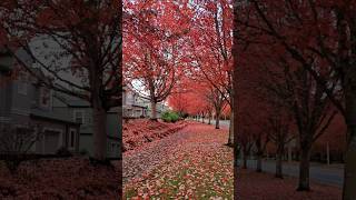 Vibrant hues of Fall in Oregon fall fallcolors nature short [upl. by Einniw]