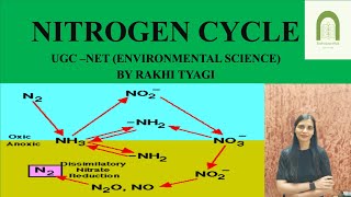 NITROGEN CYCLE  Biogeochemical Cycle  By Rakhi Tyagi [upl. by Akire]