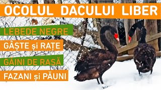 Ferma DACULUI LIBER Lebede Găini  Gâște Rațe Bibilici și Fazani de diferite rase viațalațară [upl. by Avuha]