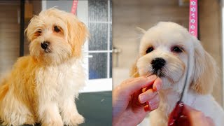 Puppy Maltipoo First Time Grooming [upl. by Orit]