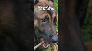 Malinois Comment les hormones influencent le comportementmalinois hormones [upl. by Etneciv]