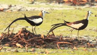 PHEASANTTAILED JACANA CALLING [upl. by Icyaj565]