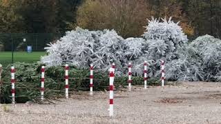 Europa Park Weihnachts bäume werden weiß lackiert für den Park update 6112018 [upl. by Avera]