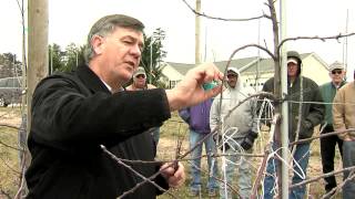 The New Tall Spindle Apple Orchard System Tying down young trees [upl. by Walcott]