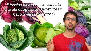 quotQuello che sorpassa ogni altro vegetalequot [upl. by Issim]