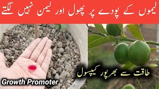 Best organic fertilizer for lemon plants  nimbu ke paudhe ki growth kaise badhaye [upl. by Hsirk]