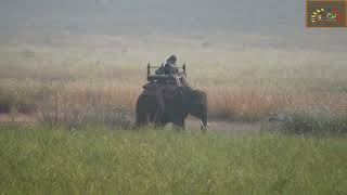 Elephant searching tiger in Kanha meadows [upl. by Cerf]