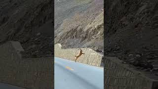 Markhor in North of Pakistan gilgitbaltistan gilgitbaltistantourism travel pakistan nature [upl. by Ruhl]