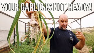 When to harvest your GARLIC 2 Signs  fruit orchard abundance [upl. by Ahsimik623]