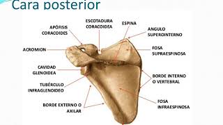 OMOPLATO Y CLAVICULA [upl. by Anilorac]