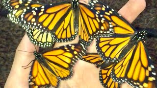 Handling Monarch Butterflies Danaus plexippus [upl. by Cesya]