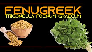 INFORMATION 68  FENUGREEK TRIGONELLA FOENUM GRAECUM [upl. by Bartram690]