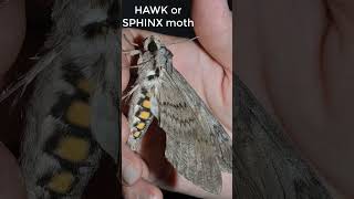 Tomato Hornworm Remove off the plant as soon as you see DAMAGE [upl. by Llenrrad]