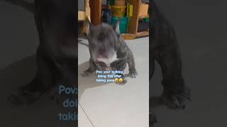 pov your bulldog doing this after taking poop shortvideos frenchbulldog [upl. by Nauq]