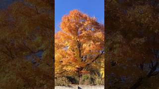 Autumn in Connecticut USA autumn autumncolors newhaven pakistan usa fall tree [upl. by Enobe]