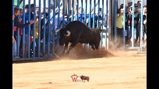 ENCIERROS DE MOCEJON 2024 [upl. by Ybroc]