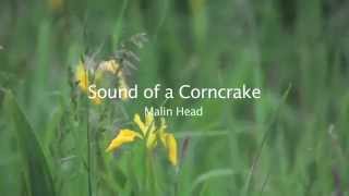 Corncrake Calling [upl. by Ianteen]