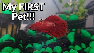 I bought my FIRST Betta fish [upl. by Banquer]