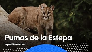 Serie documental quotPumas de la Estepaquot con Juan María Raggio  Todos Estamos Conectados [upl. by Comethuauc]