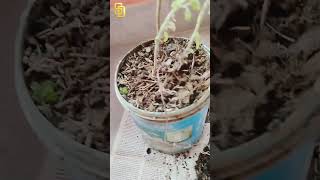 Flipkart থেকে এলো দারুণ একটা product😍🤩 flipkart unboxing plantation planting tulsi [upl. by Lamrouex116]