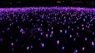 Field of Fiber Optic Flowers [upl. by Nohsar]