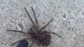 spider explodes and baby spiders crawl everywhere It gave birth  1 million views [upl. by Paterson753]