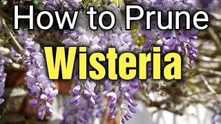 How to Prune Wisteria for Beautiful Blooms  Gardening for Beginners [upl. by Barby]